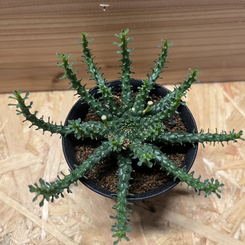 ユーフォルビア ゴルゴニス | GREEN LUCK