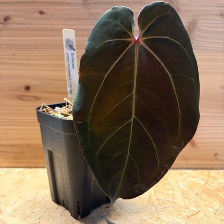 アンスリウム | STORES