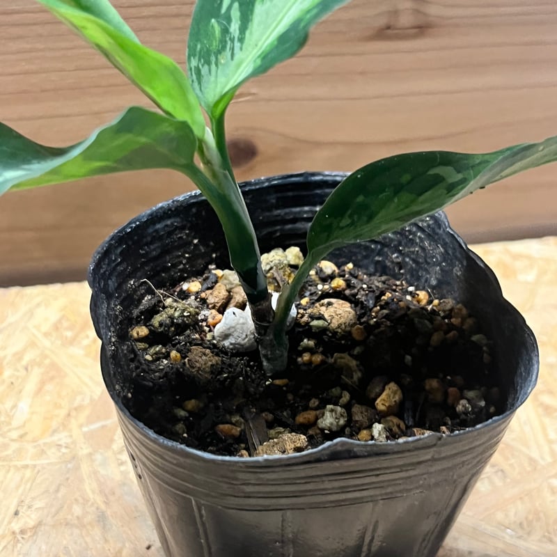 (MB-M250830-6) アグラオネマ　ピクタム アグラオネマ ピクタム 3号 | Green Shop MITSUBACHI