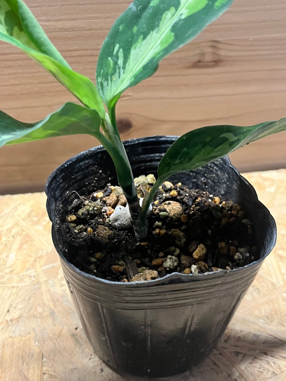 アグラオネマ ピクタム トリカラー エウレカ | GREEN LUCK