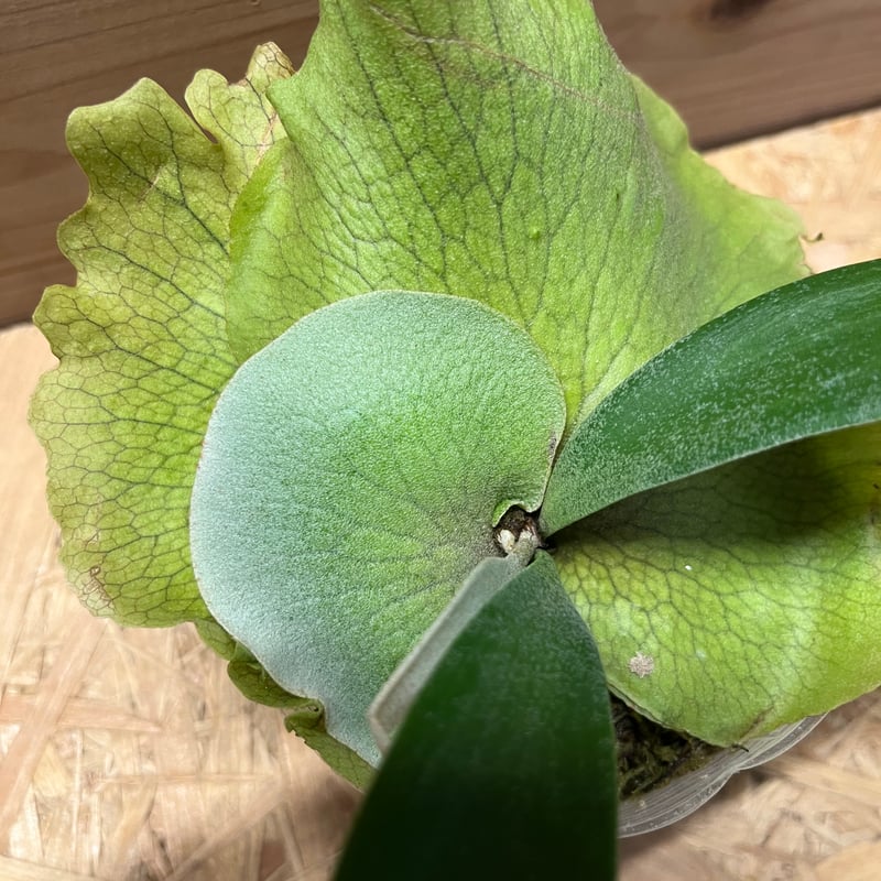 ビカクシダ スノーホワイト | GREEN LUCK