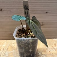 835さん専用ビルベルギア ラルフグラハムフレンチとマーブルシャーク 835さん専用ビルベルギア ラルフグラハムフレンチとマーブル