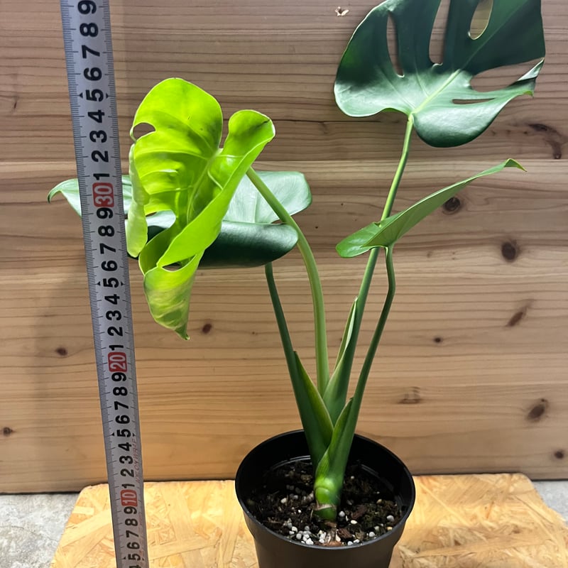 モンステラ デリシオーサ 実生選抜 | GREEN LUCK