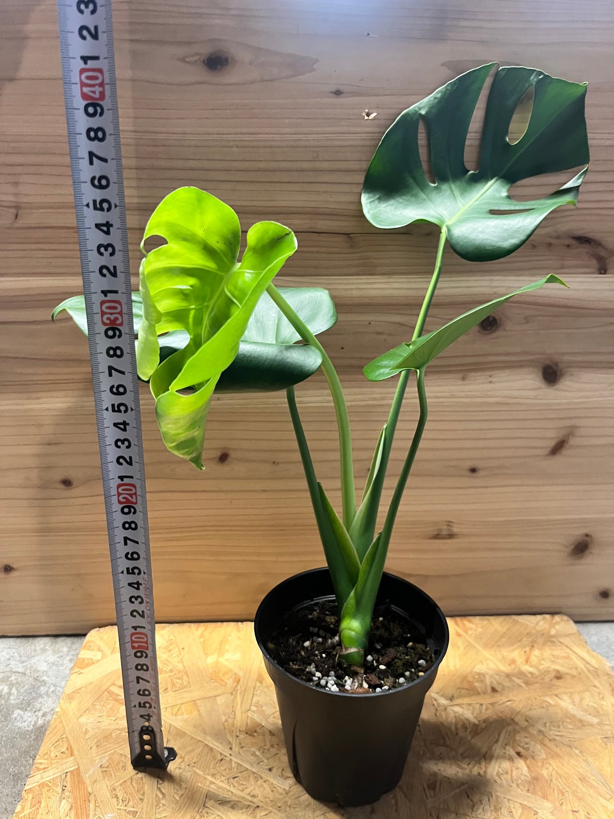 モンステラ デリシオーサ 実生スペシャルフォーム モンステラ デリシオーサ 実生選抜 | GREEN LUCK