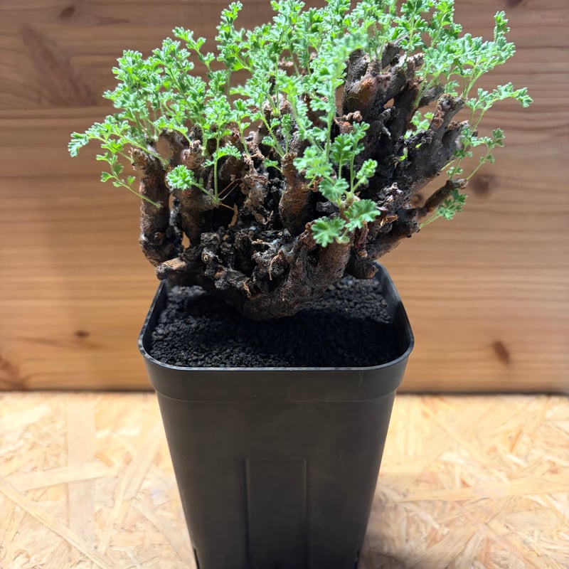 ペラルゴニウムアルテルナンス　塊根植物　コーデックス 大株 ペラルゴニウムアルテルナンス 塊根植物 コーデックス 大株