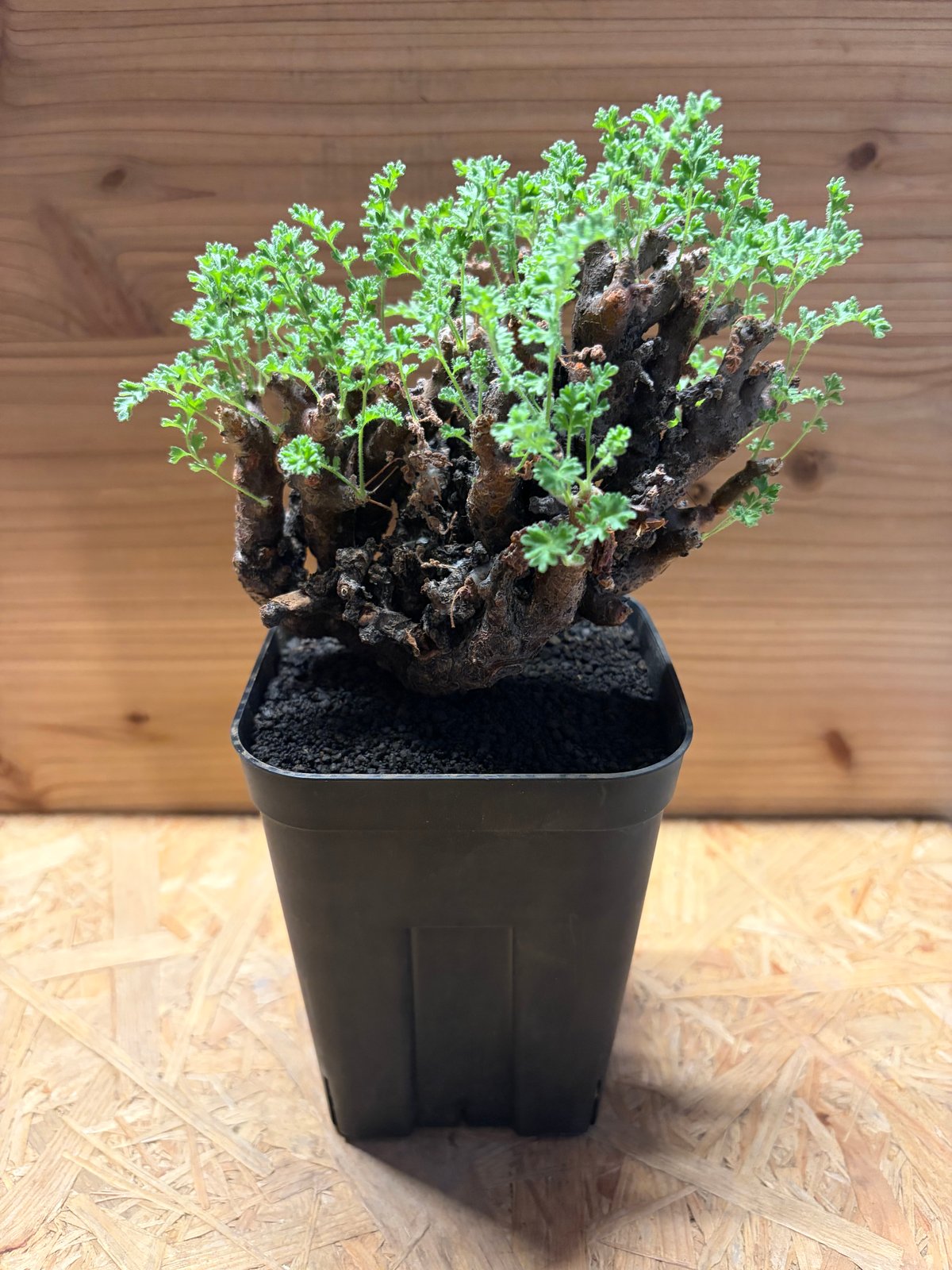 ペラルゴニウム アルテルナンス | GREEN LUCK