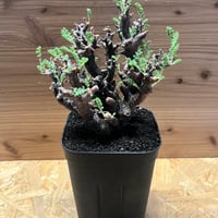 コノフィツム カルキュルス | GREEN LUCK