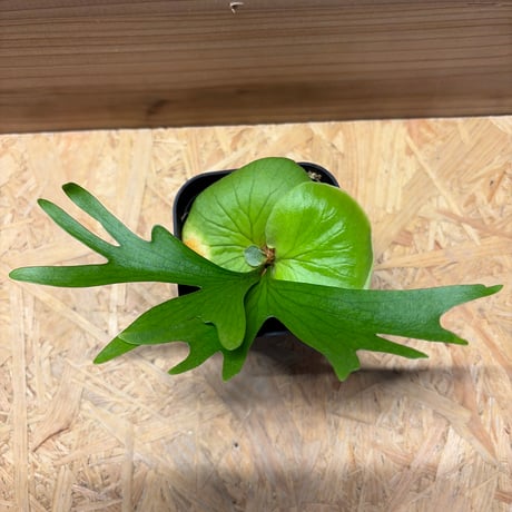 ビカクシダ | STORES