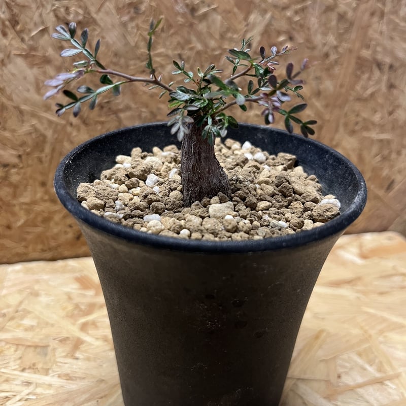 オペルクリカリア パキプス | GREEN LUCK