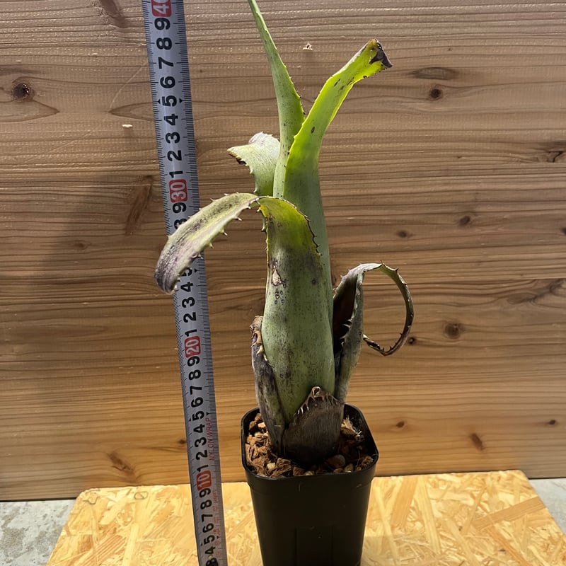 a様専用エクメア トカンティナ | GREEN LUCK