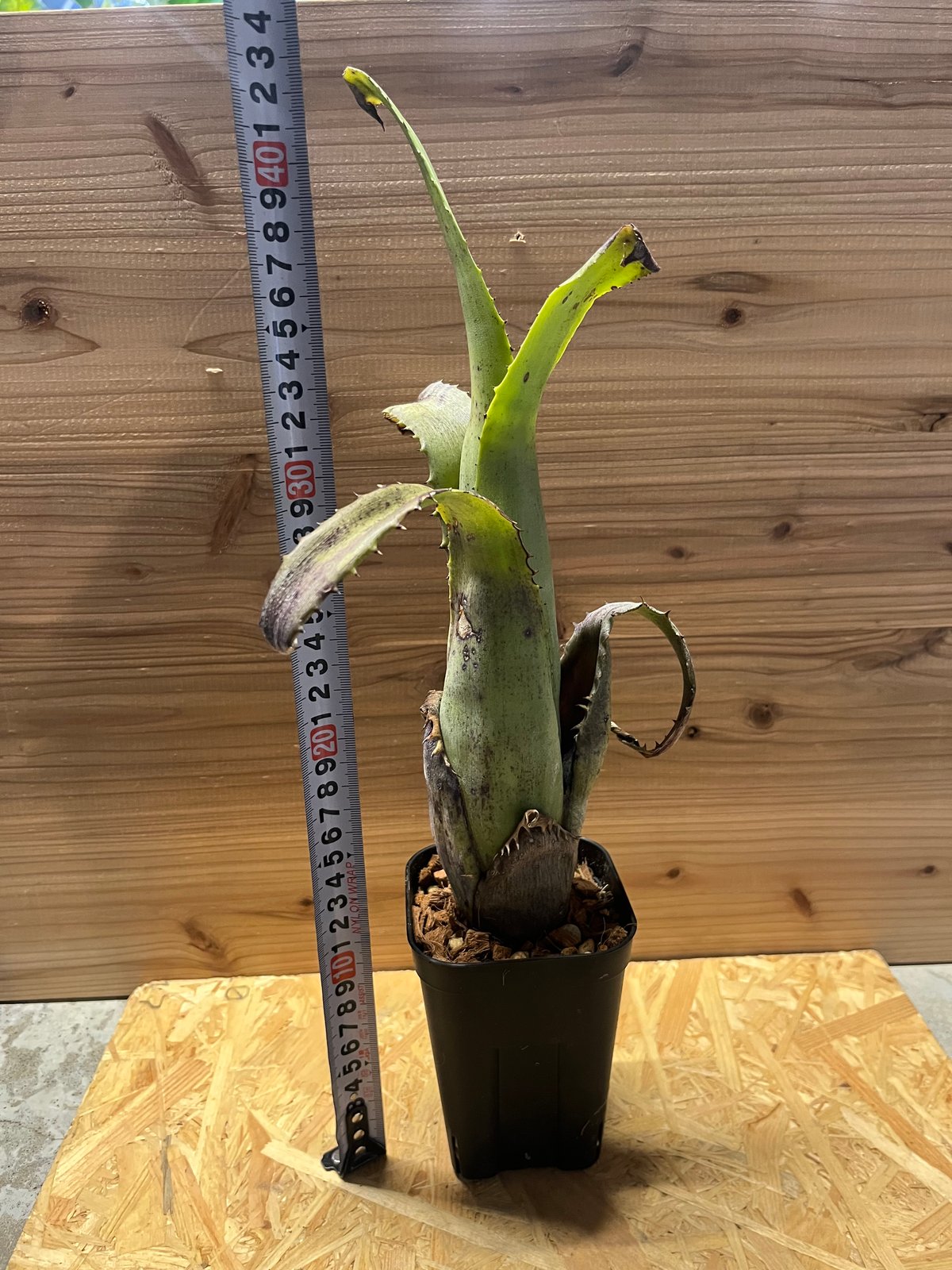 【送料無料】Aechmea tocantina〔エクメア〕現品発送A0164 現品】エクメア・トカンティナ Aechmea tocantina - Frontier