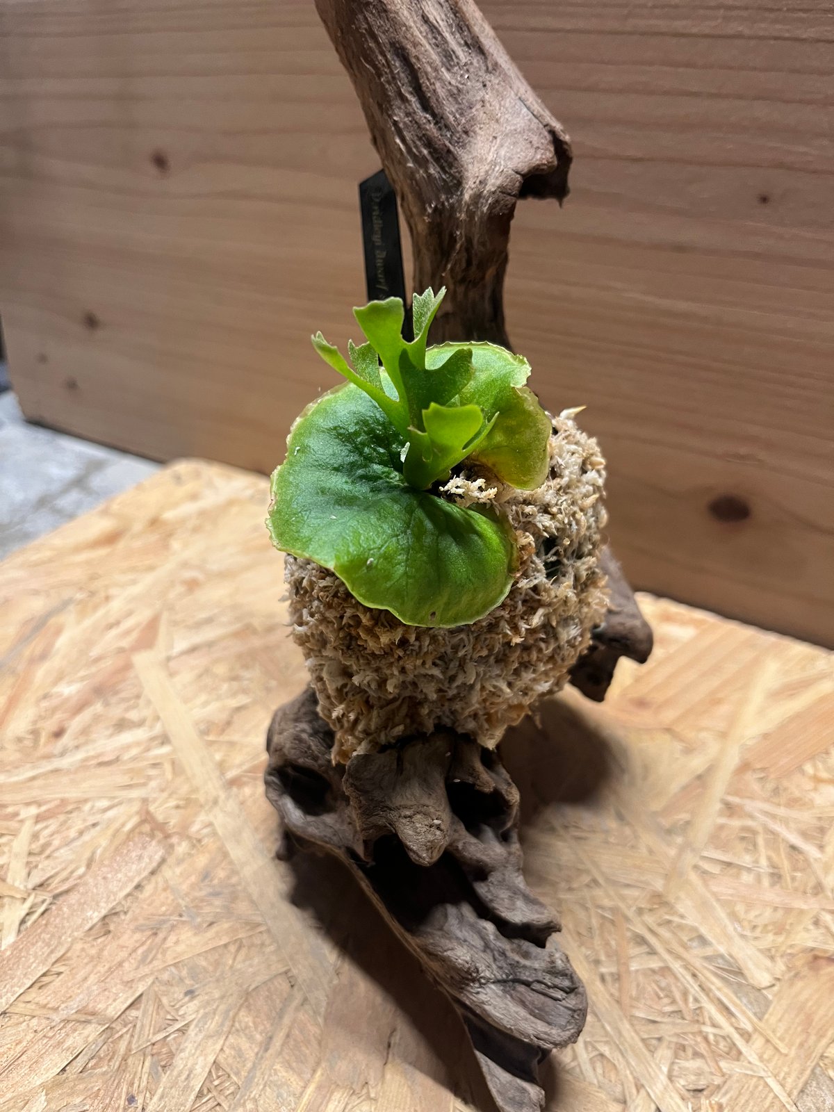 ビカクシダ リドレイ ドワーフ シルベリー | GREEN LUCK