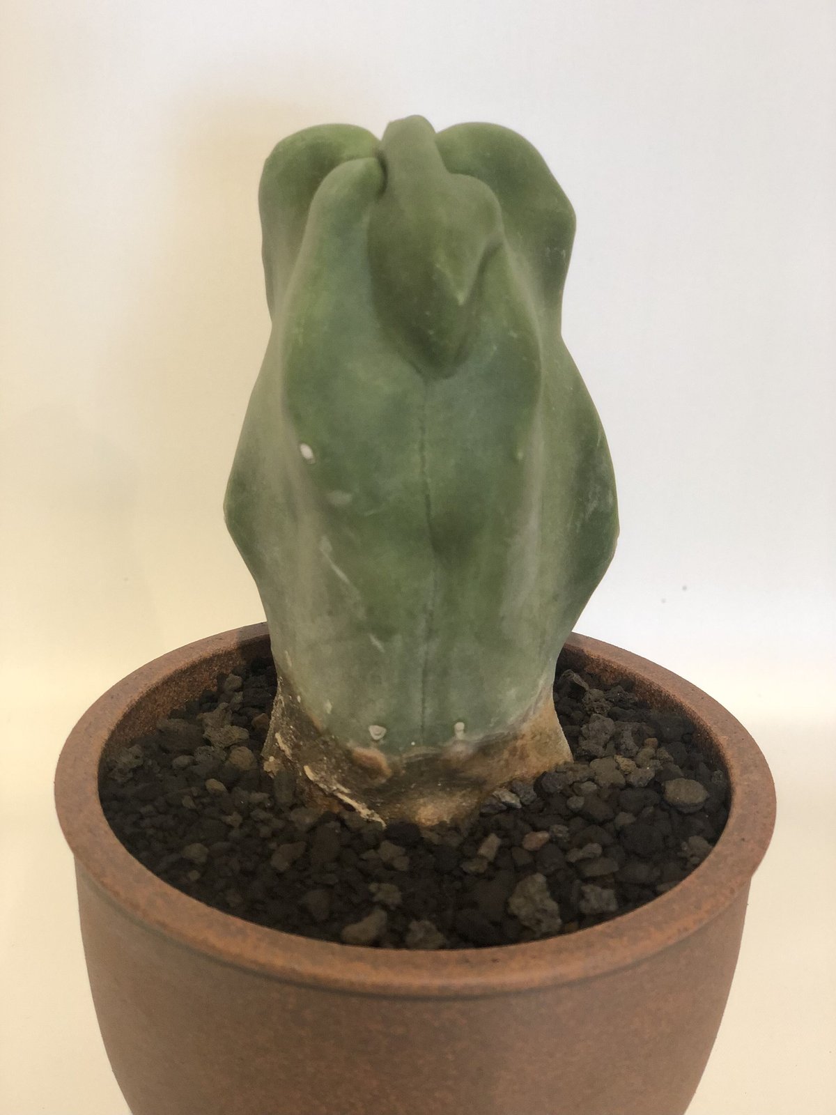 福禄寿 ロホセレウス | GREEN LUCK