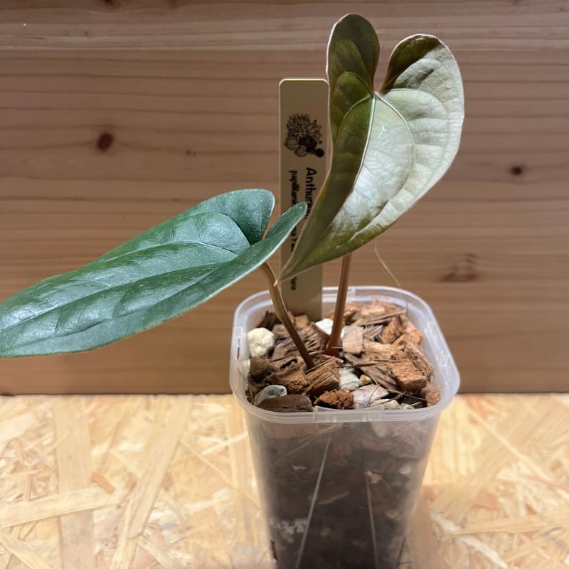 アンスリウム パピリラミナム×ルクスリアンス | GREEN LUCK