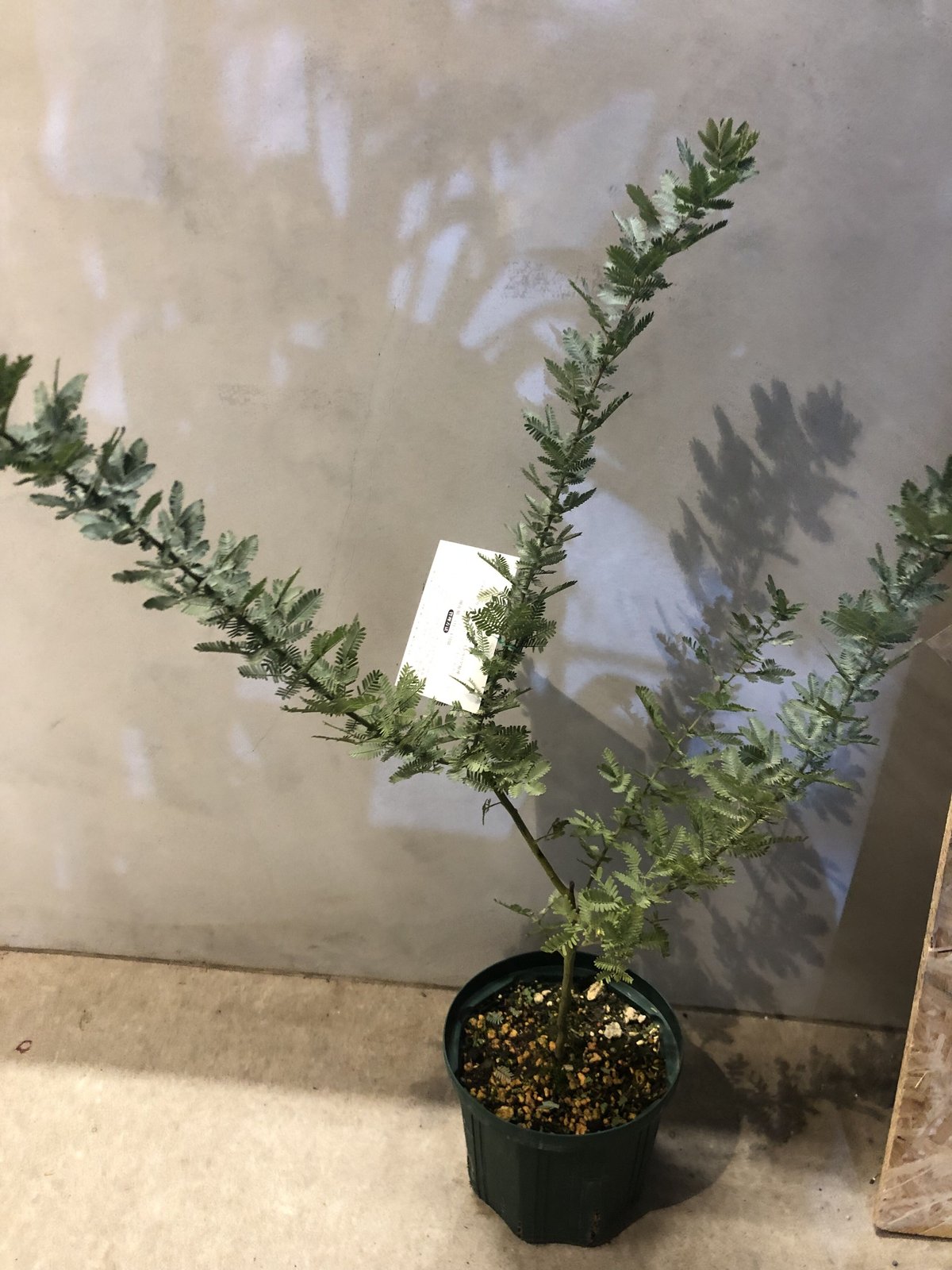 ミモザアカシア | GREEN LUCK