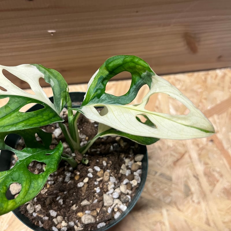【希少植物4】 モンステラ アダンソニー バリエガタ 最上美術株 希少植物4】 モンステラ アダンソニー バリエガタ 最上美術株