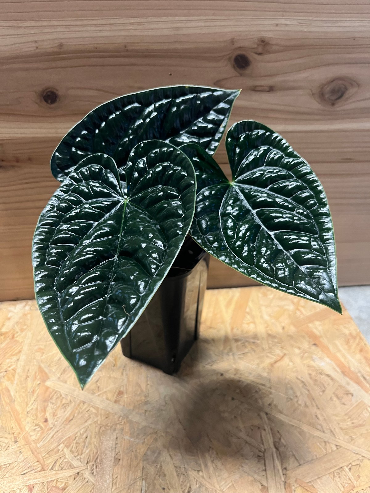 アンスリウム ルクスリアンス 'ブラック' | GREEN LUCK