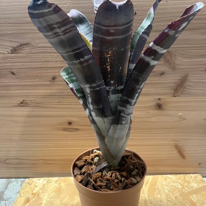 エクメア　オットー エクメア オットー | ソレトナ植物店