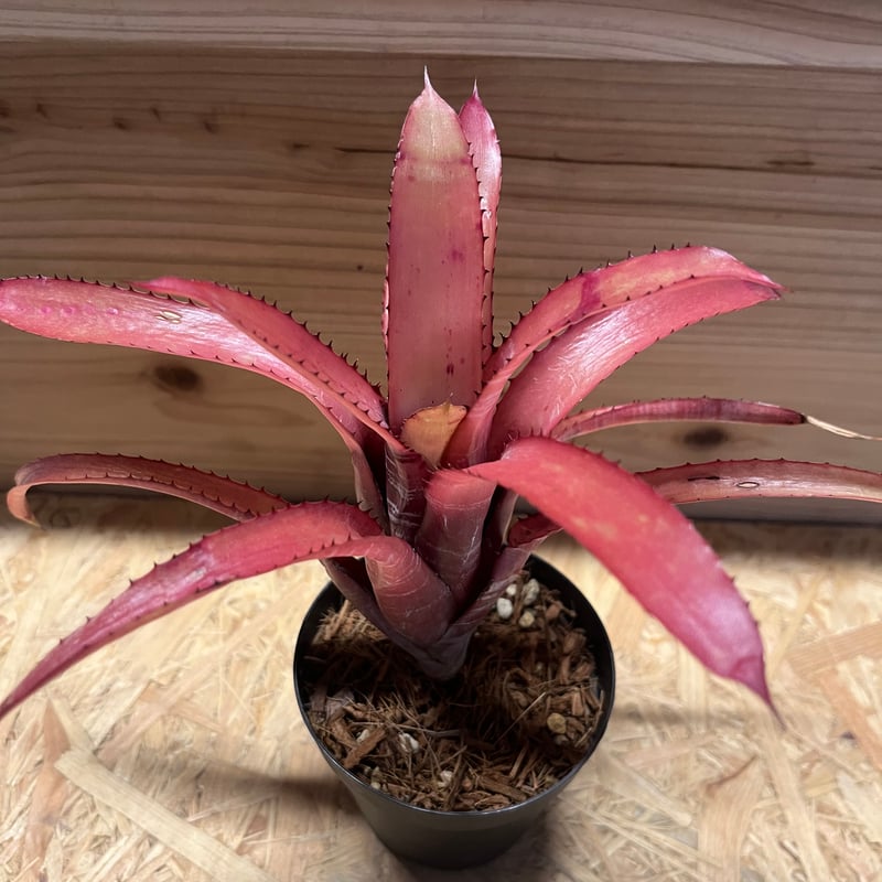 エクメア ヌディカウリス ルブラ？ | GREEN LUCK