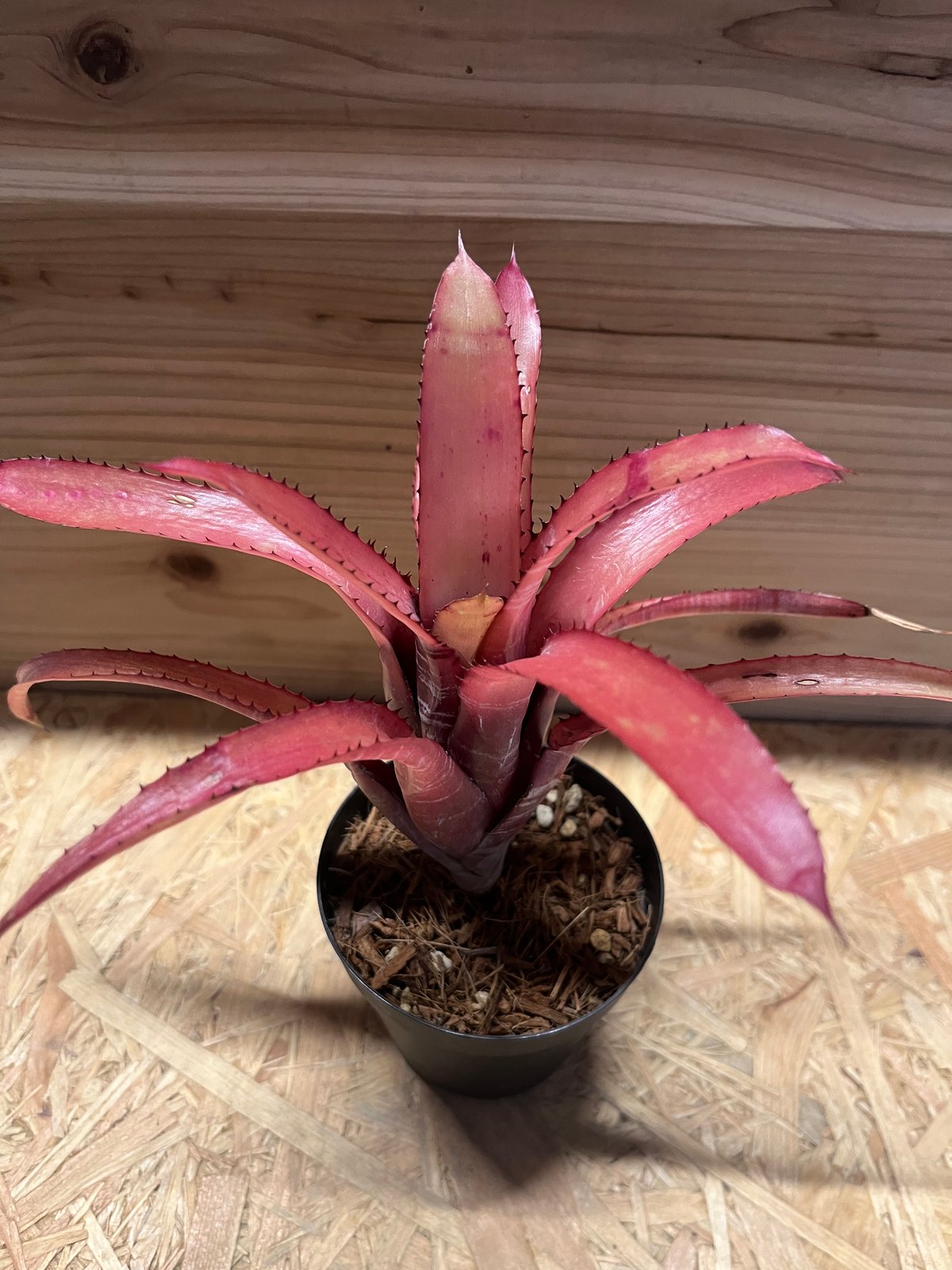 エクメア ヌディカウリス ルブラ？ | GREEN LUCK