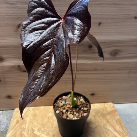 アンスリウム トムズレッド A tropical plant that is beautiful even when it withers