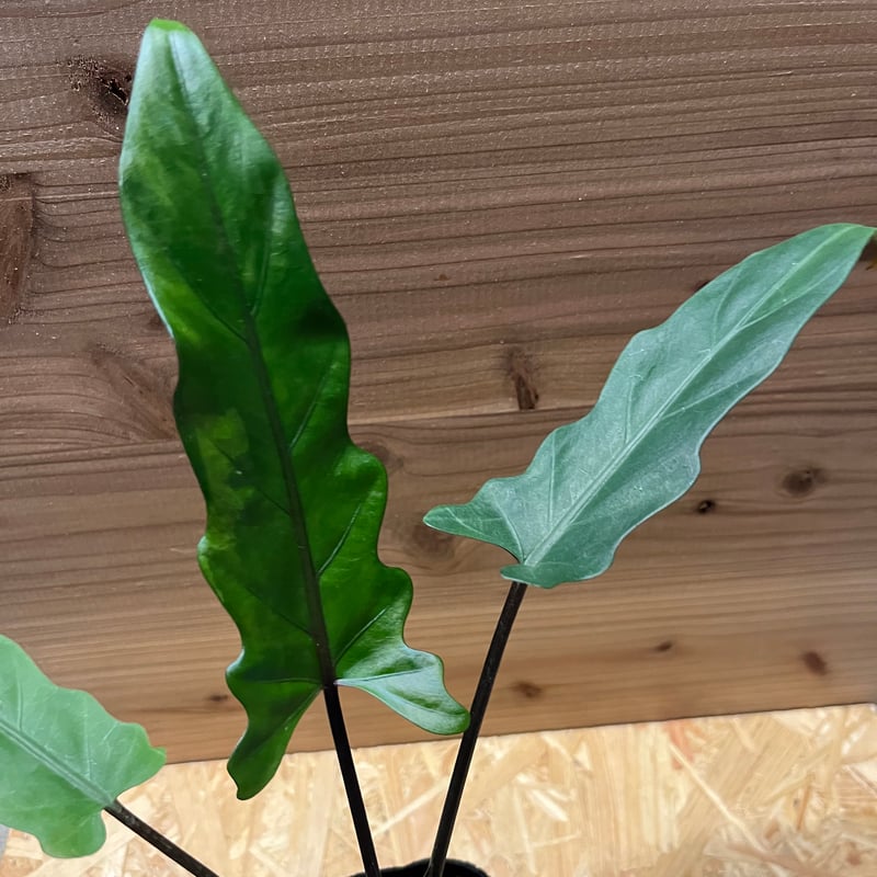 アロカシア ラウテルバキアナ | GREEN LUCK