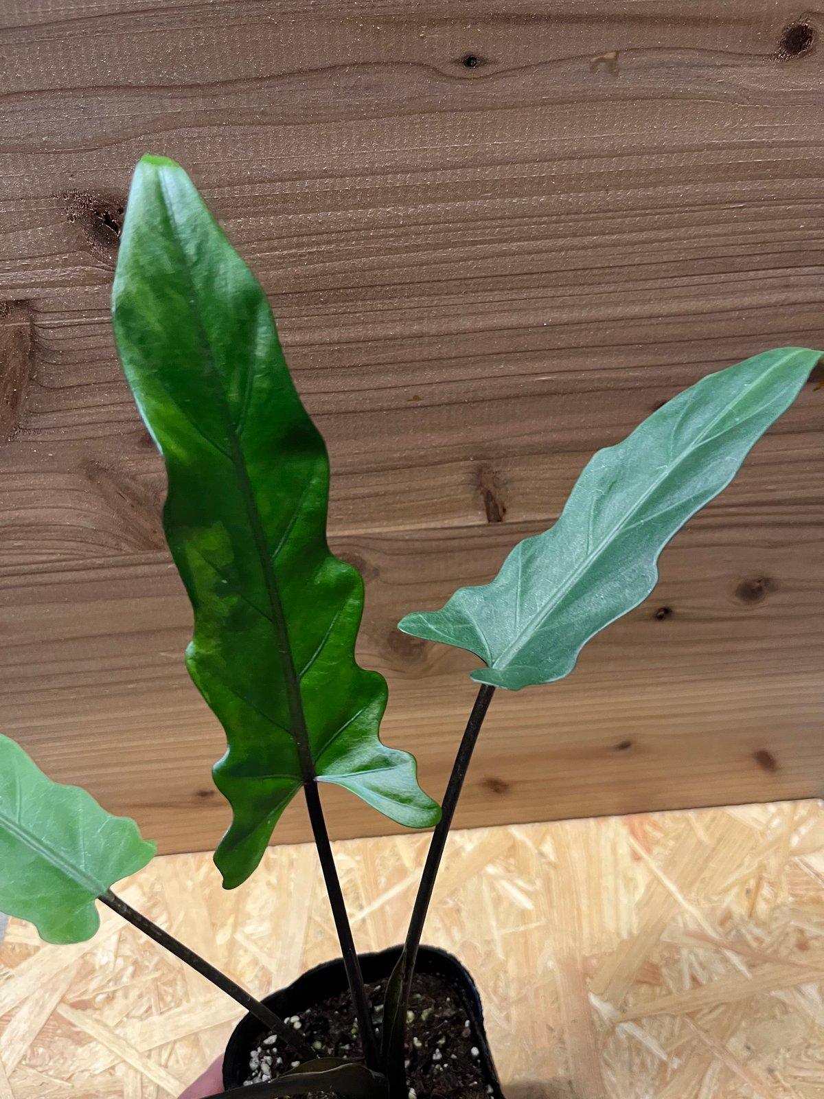 アロカシア ラウテルバキアナ | GREEN LUCK