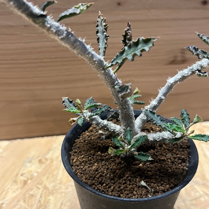 【一点物】コレクション 実生 ユーフォルビア カプサインテマリエンシス 観葉植物 ユーフォルビア・カプサインテマリエンシス 実生のカプサインテマリ