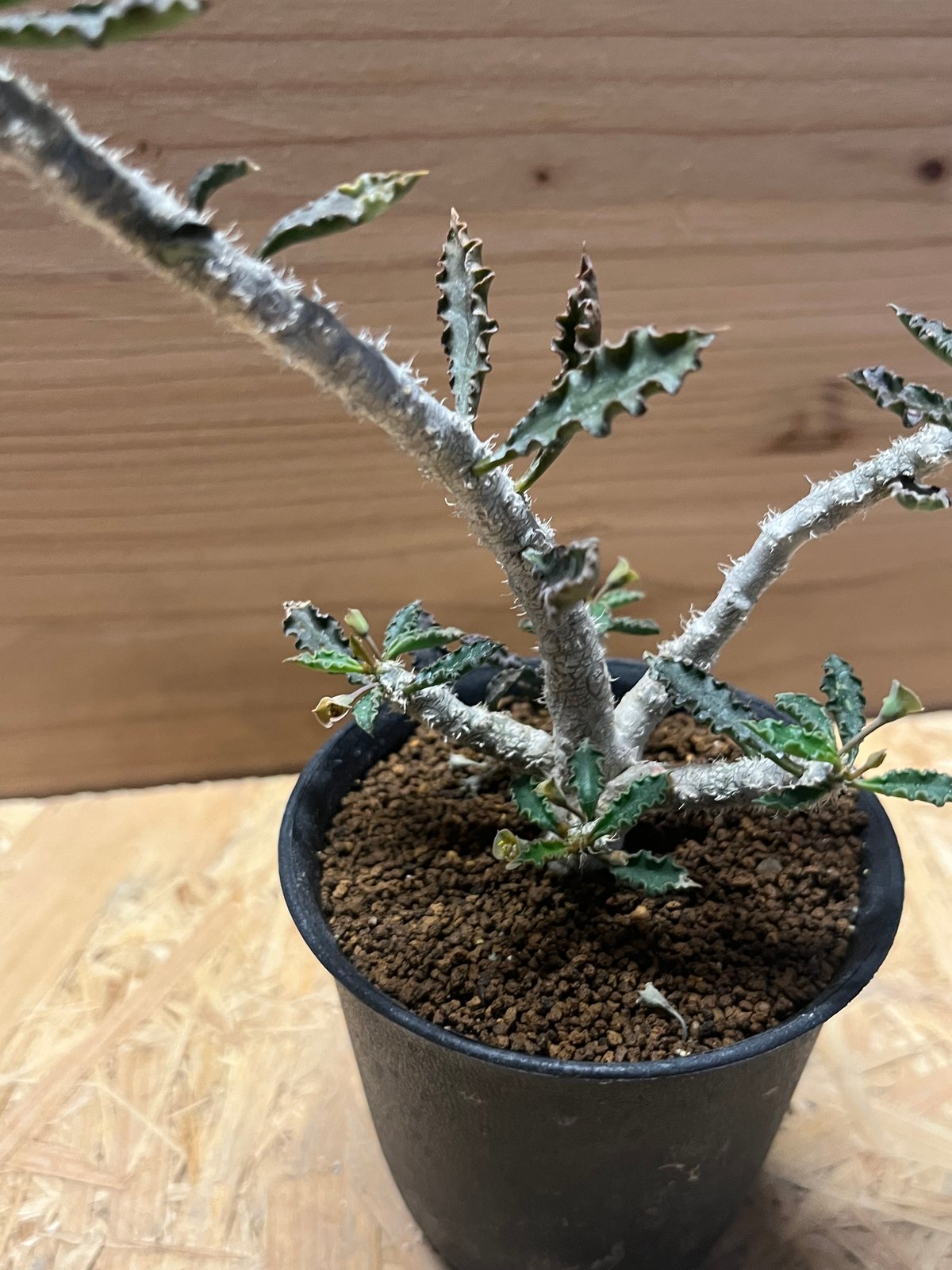 ユーフォルビア・カプサインテマリエンシス　大株 fit=scale-down,w=1200