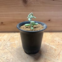 ブルセラ ミクロフィラ | GREEN LUCK