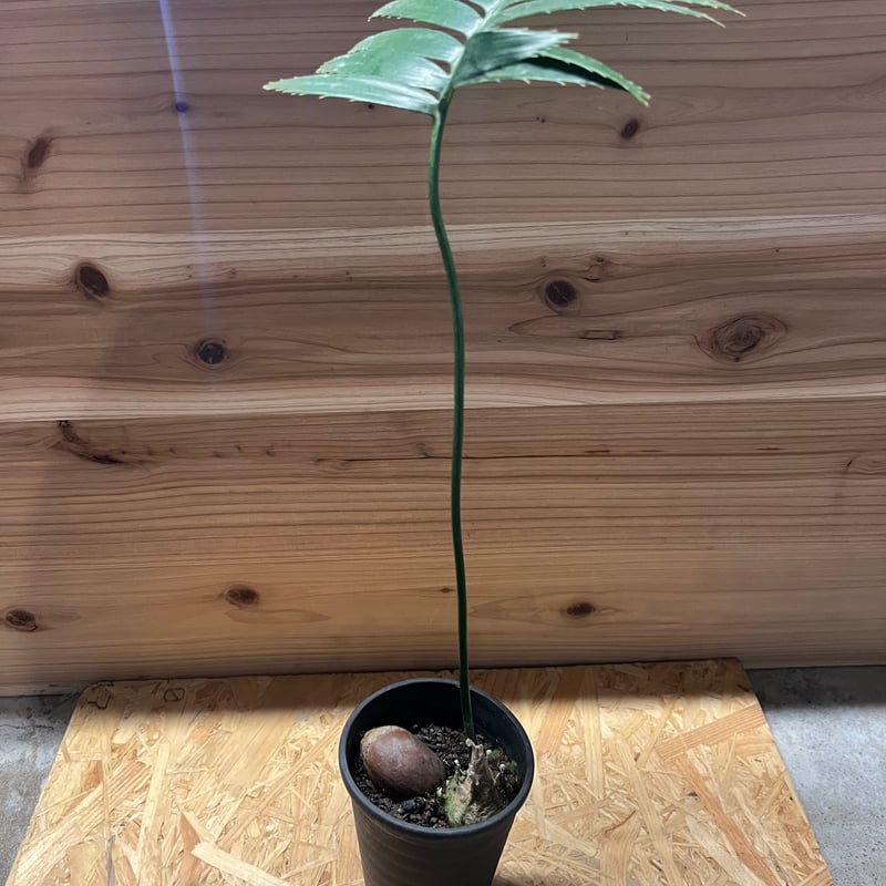 ディオーン スピヌロスム | GREEN LUCK