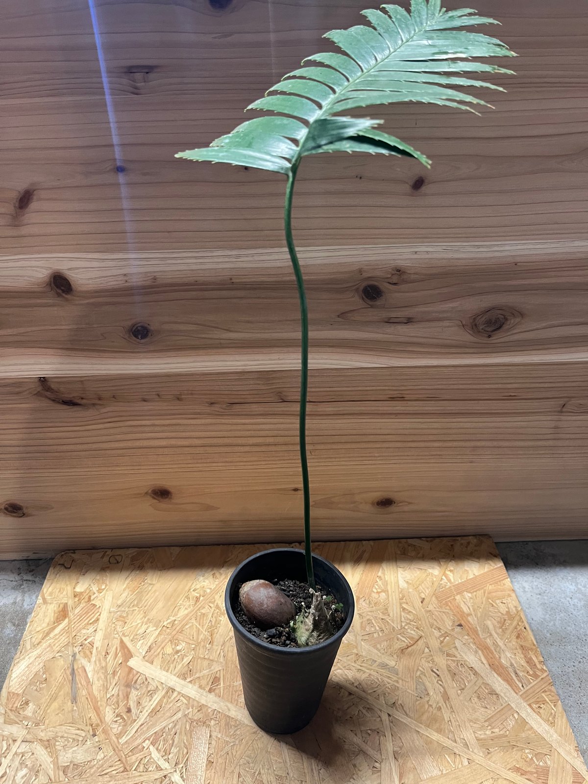 ディオーン スピヌロスム | GREEN LUCK