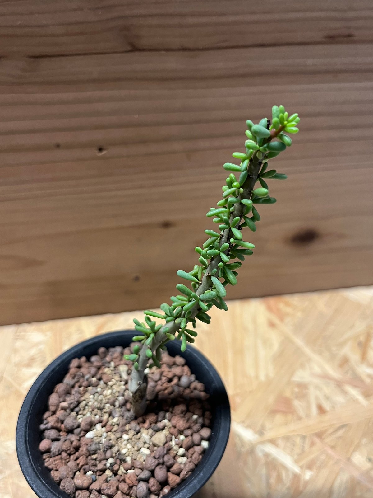 ケラリア ナマクエンシス大株（継ぎ）（Ceraria namaquensis） ケラリア・ナマクエンシス | trigger