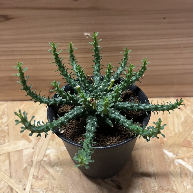 ワ2077 「現地株」ユーフォルビア ゴルゴニス 抜き苗【最新到着・Euphorbia gorgonis・金輪際・多肉植物】 - 観葉植物