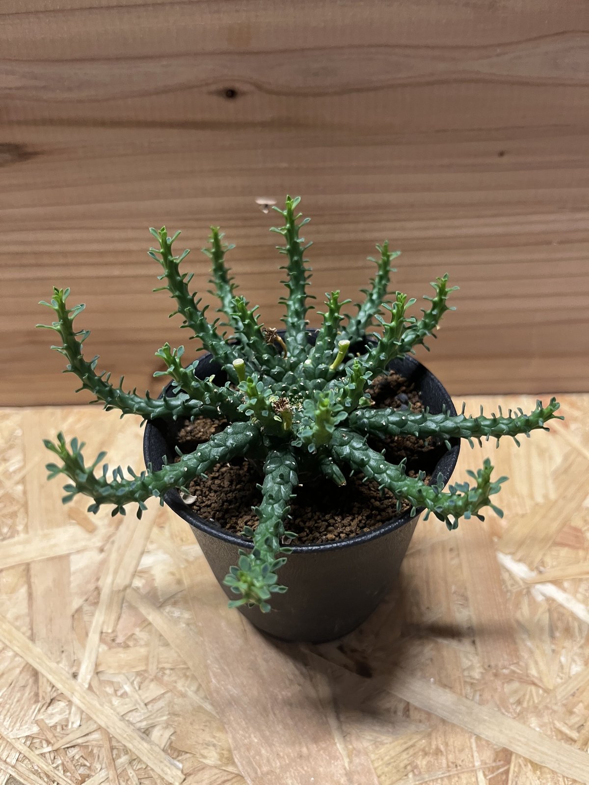 ユーフォルビア　ゴルゴニス　発根済み ユーフォルビア ゴルゴニス 発根済み