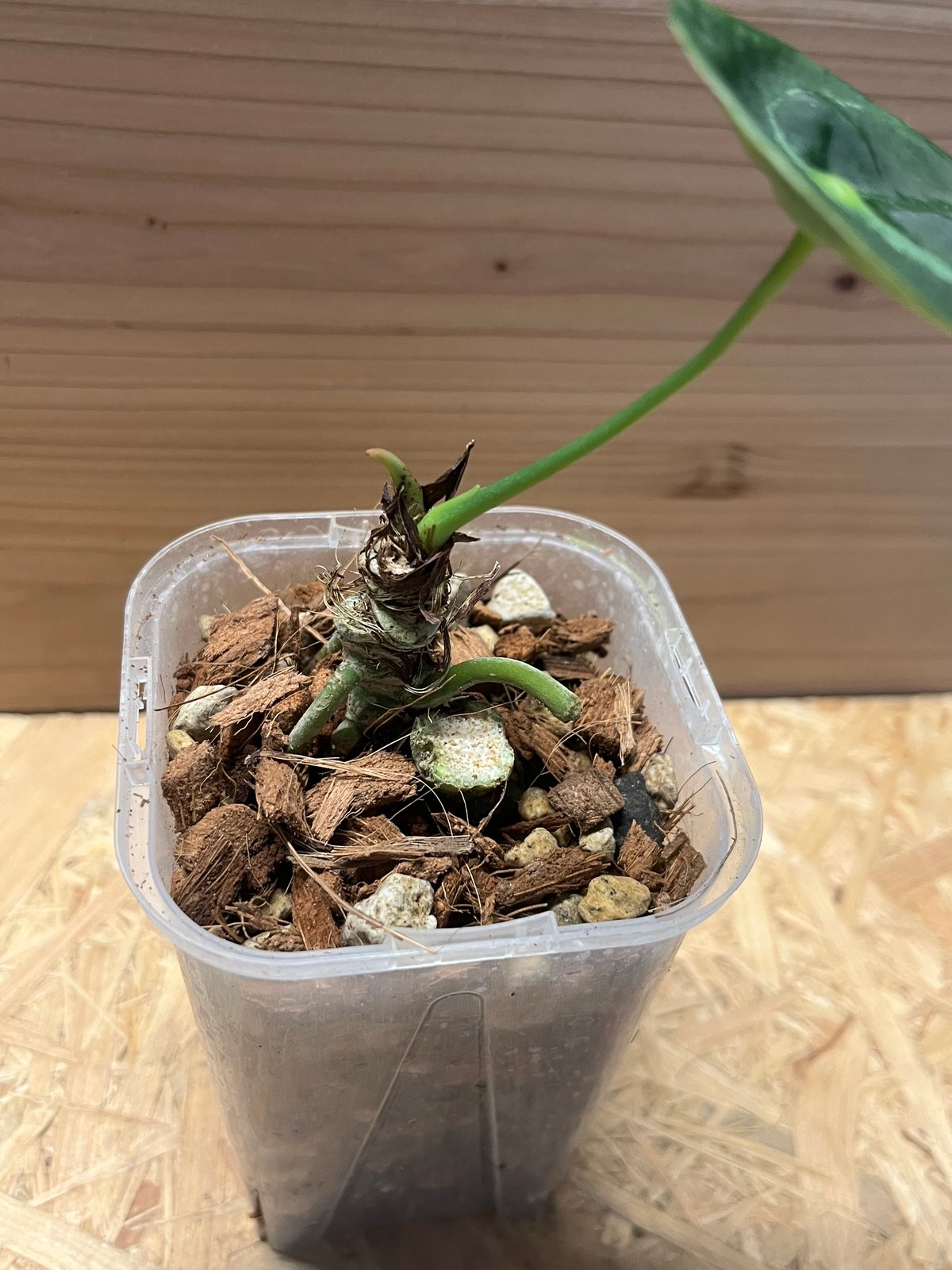 アンスリウム フォルゲッティ ホワイトストライプ | GREEN LUCK