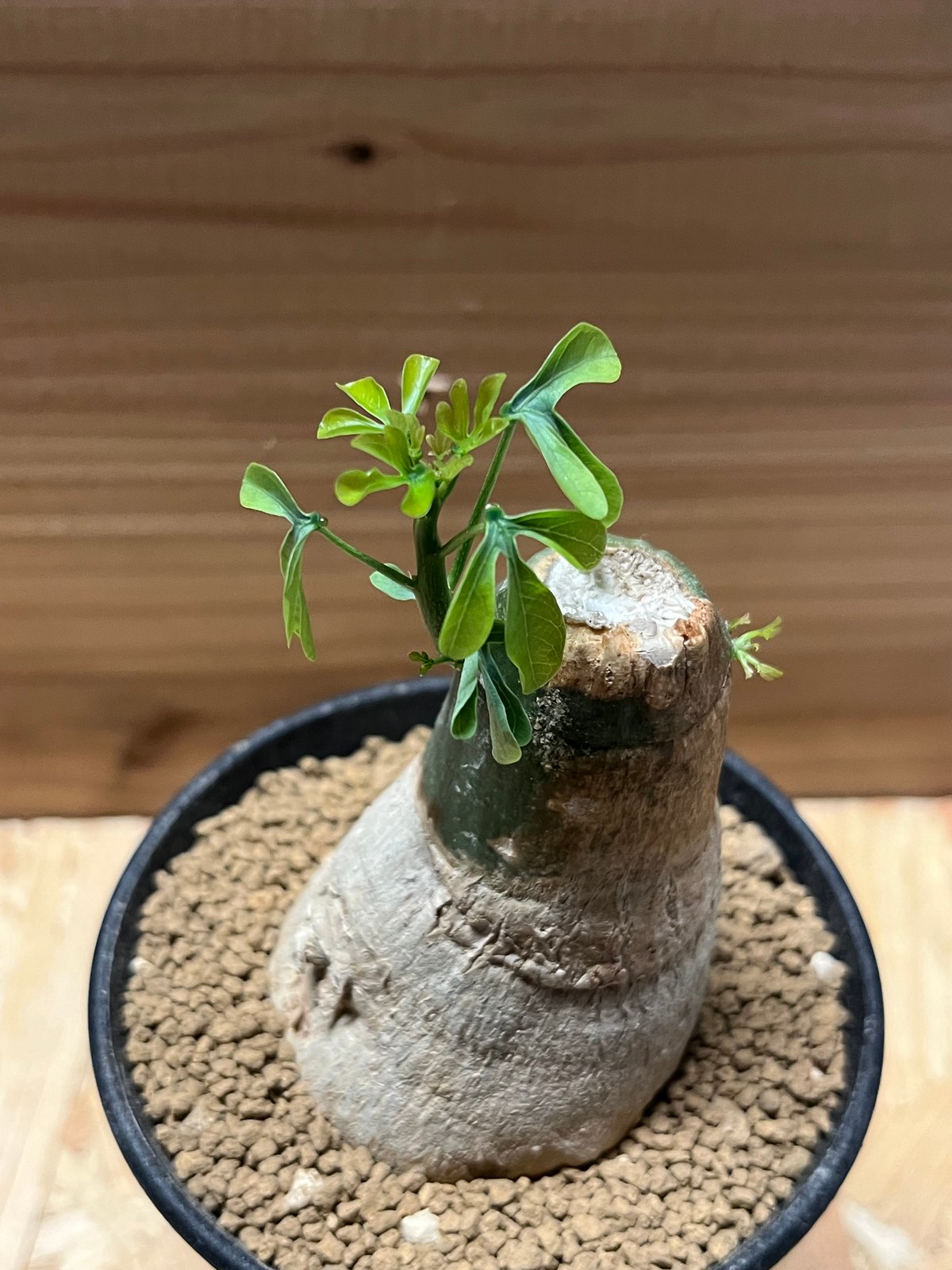 アデニア フルチコーサ 現地球 発根株 卓上サイズ (鉢付き) fit=scale-down,w=1200