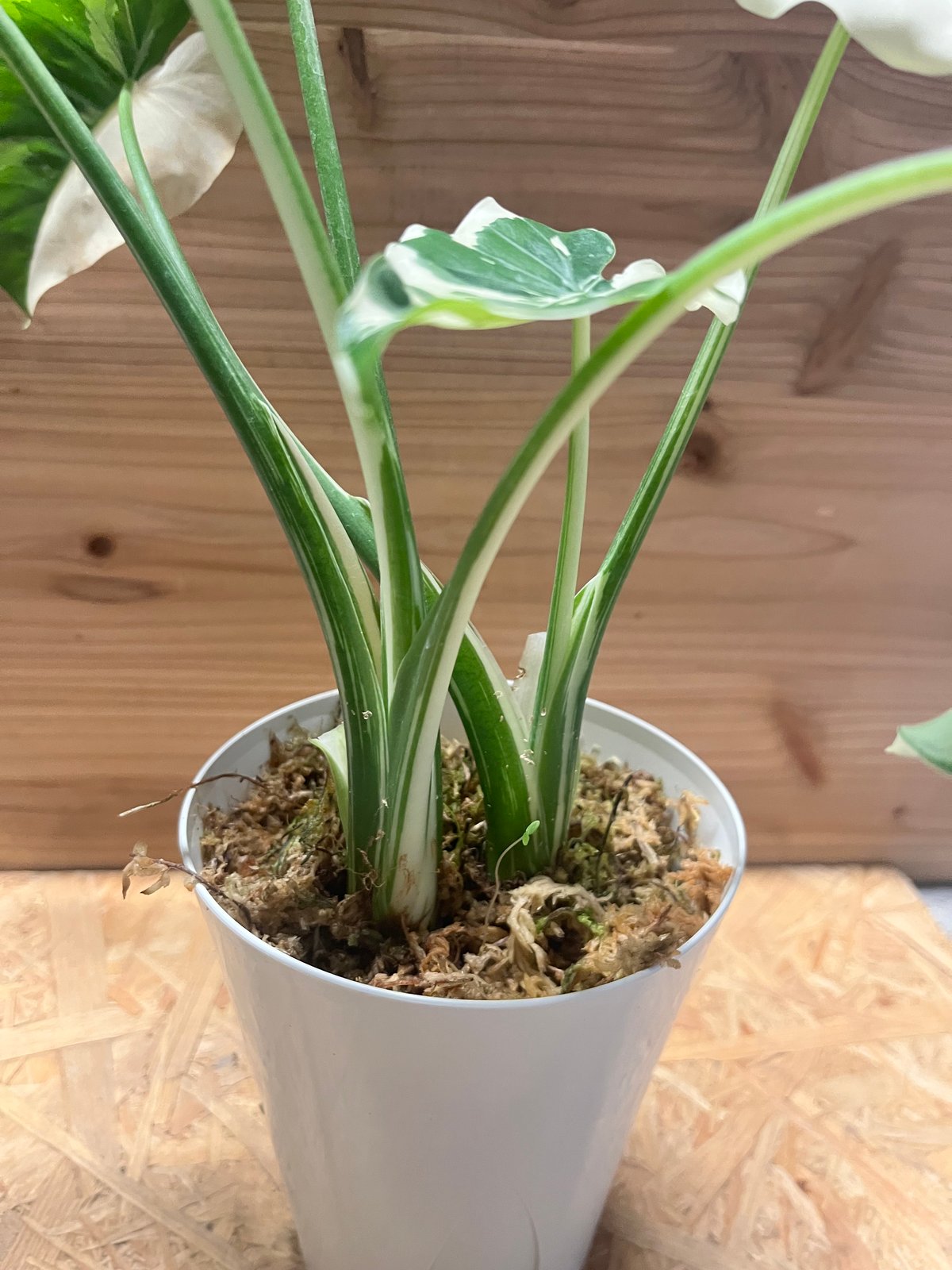斑入り　クワズイモ　苗　株　観葉植物　アロカシア　花卉/園芸 観葉植物 アロカシア 6号 オドラ（クワズイモ） レザーポット0