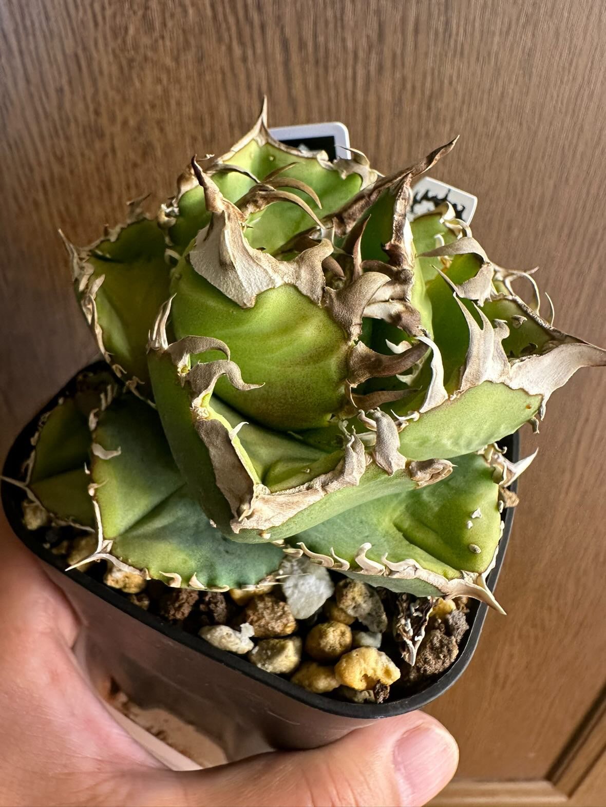 アガベ チタノタ クラウン | GREEN LUCK