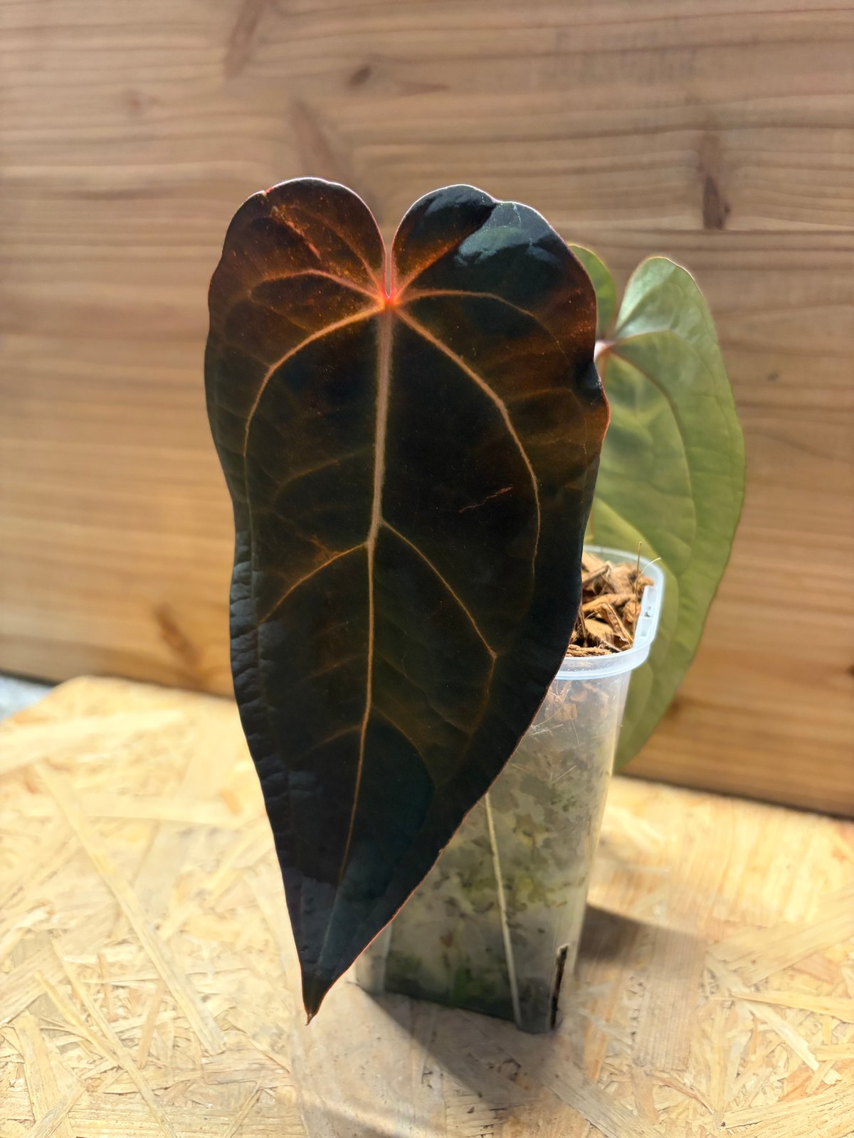 アンスリウム BVEP×エースオブスペード×レッドクリスタル | GREEN LUCK