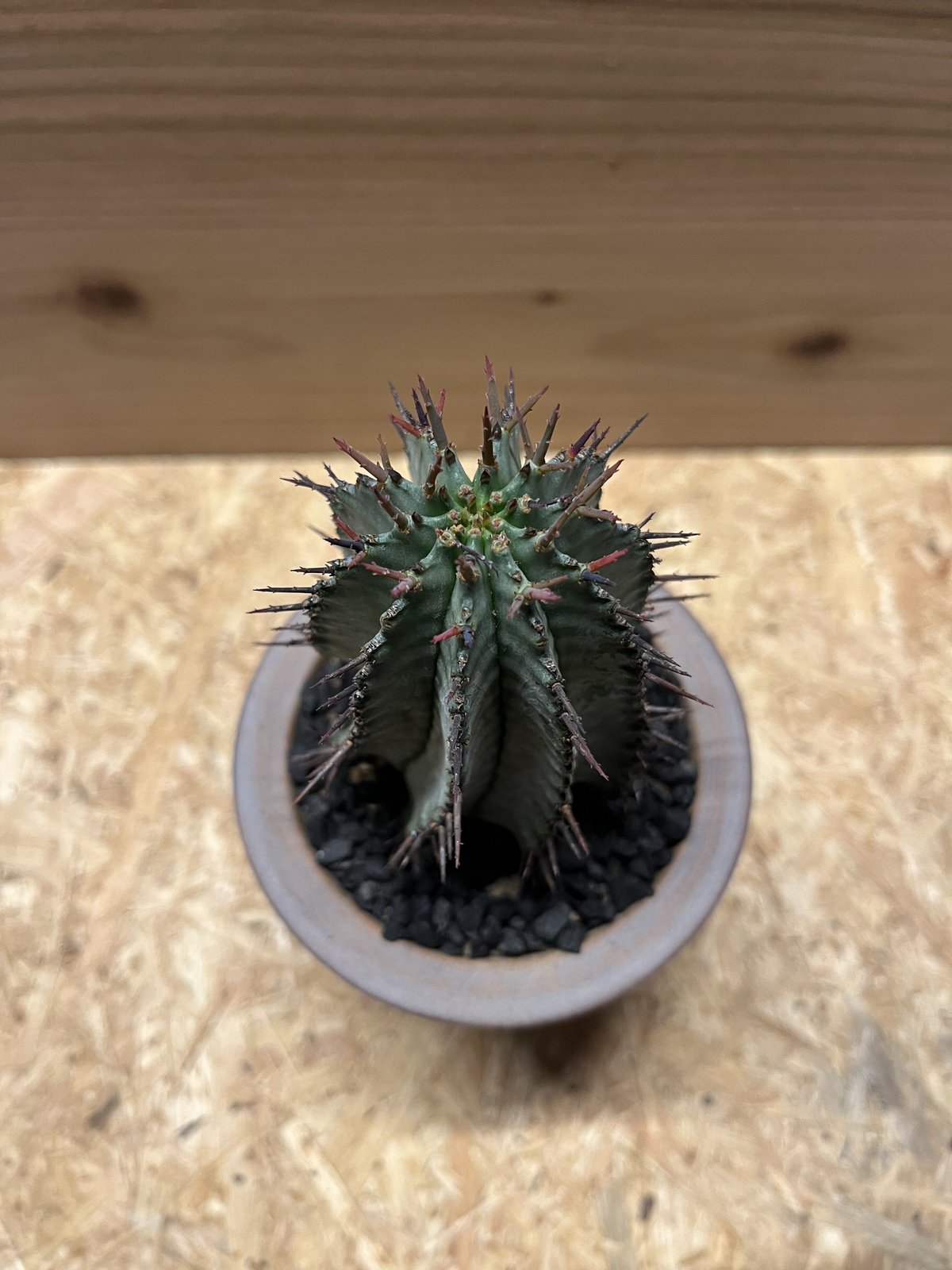 ユーフォルビア ホリダ×伝市鉢 | GREEN LUCK