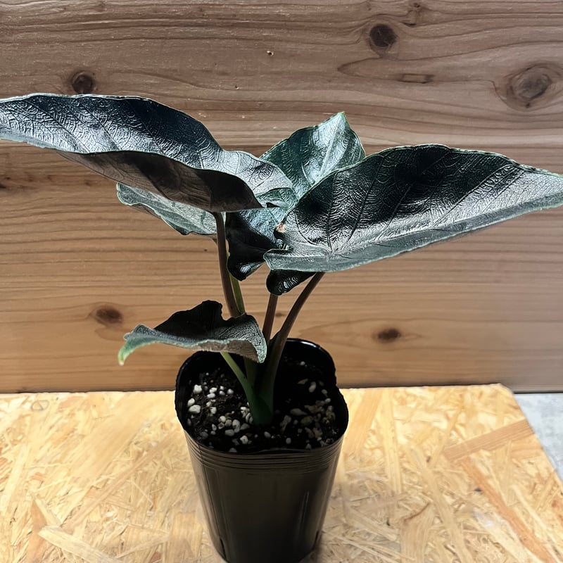 アロカシア アントロベルベット | GREEN LUCK