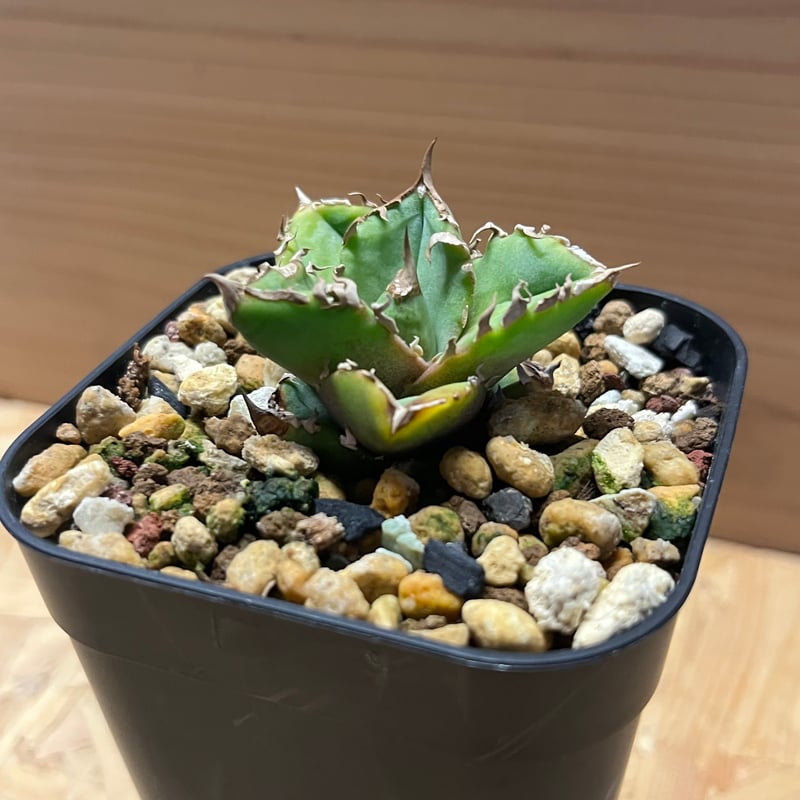 アガベ チタノタ 清櫻 | GREEN LUCK