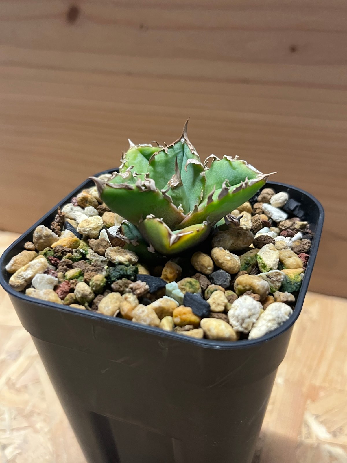 アガベ チタノタ 清櫻 | GREEN LUCK