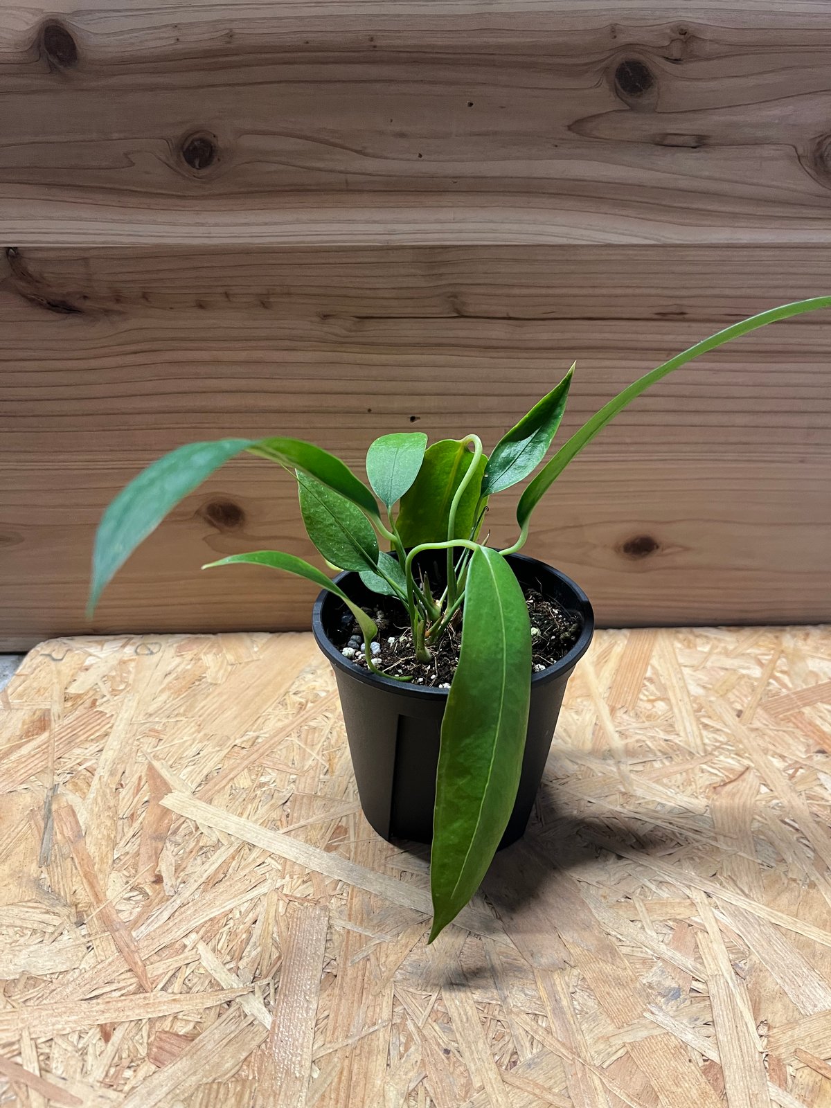 アンスリウム ウェンドリゲリ | GREEN LUCK