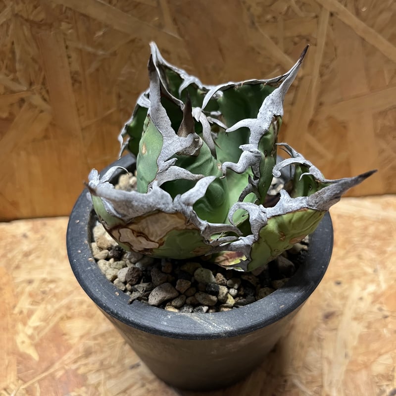 アガベ オテロイ エスパーナ ボールタイプ\"二連連棘“ from Espana アガベ オテロイ エスパーナ ボールタイプ 二連連棘“ from Espana