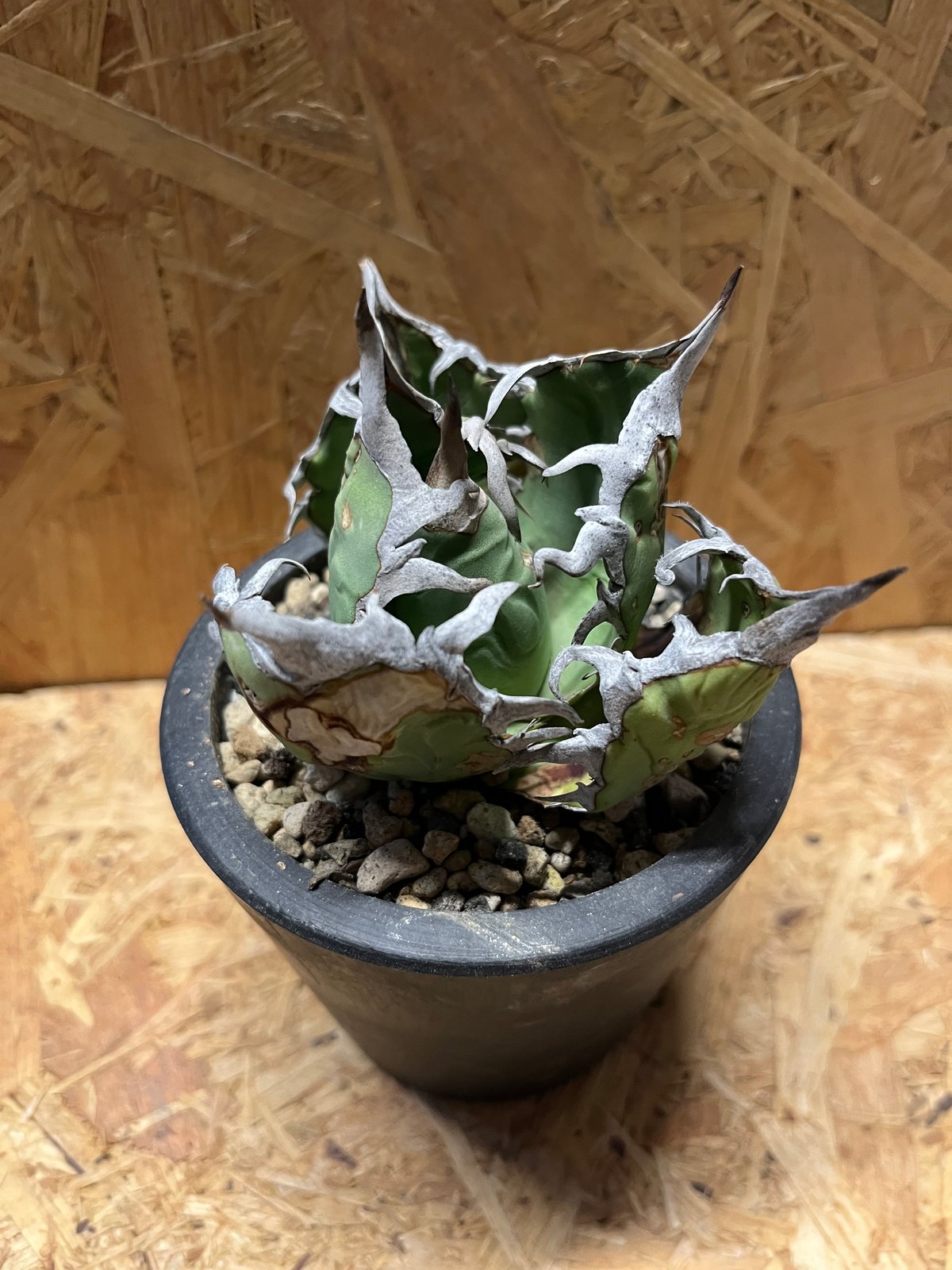 20%offアガベ オテロイ種オアハカ100fromルイスcollaboウリエル アガベ オテロイ オアハカ ウリエル株 | GREEN LUCK