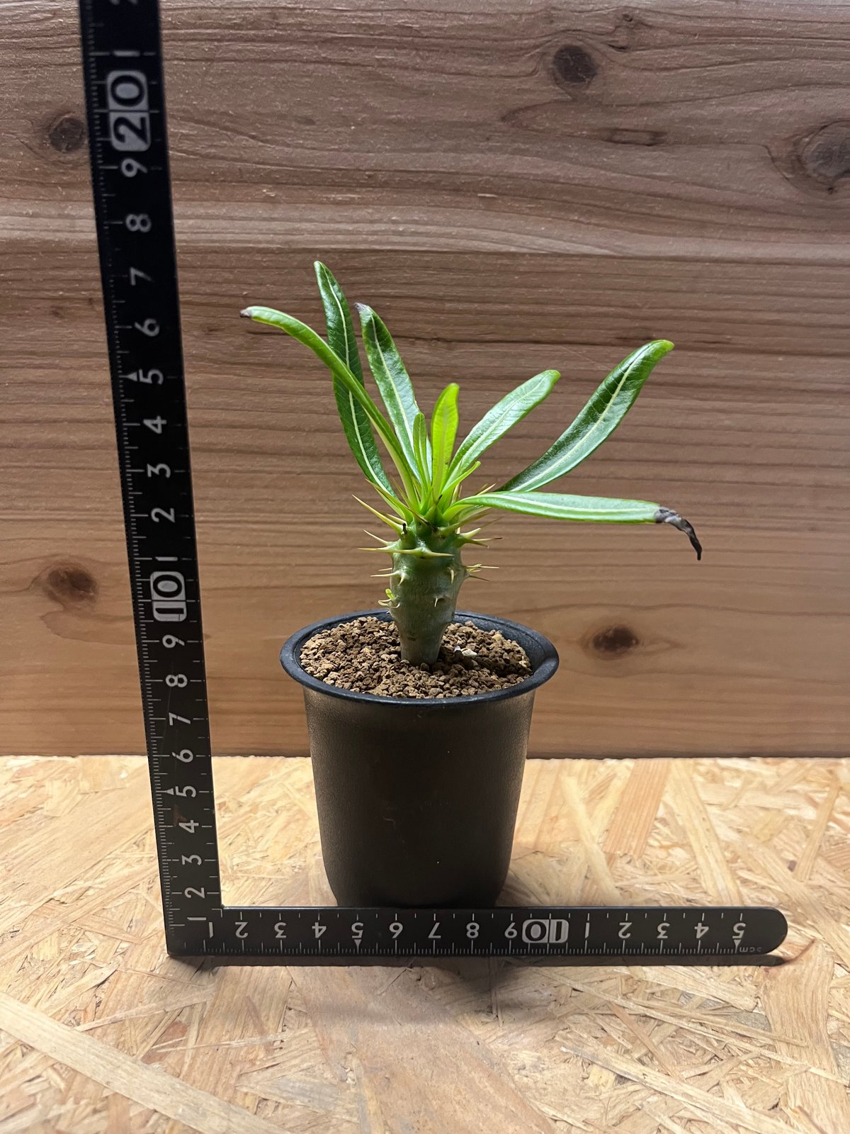 パキポディウム アンボンゲンセ | GREEN LUCK