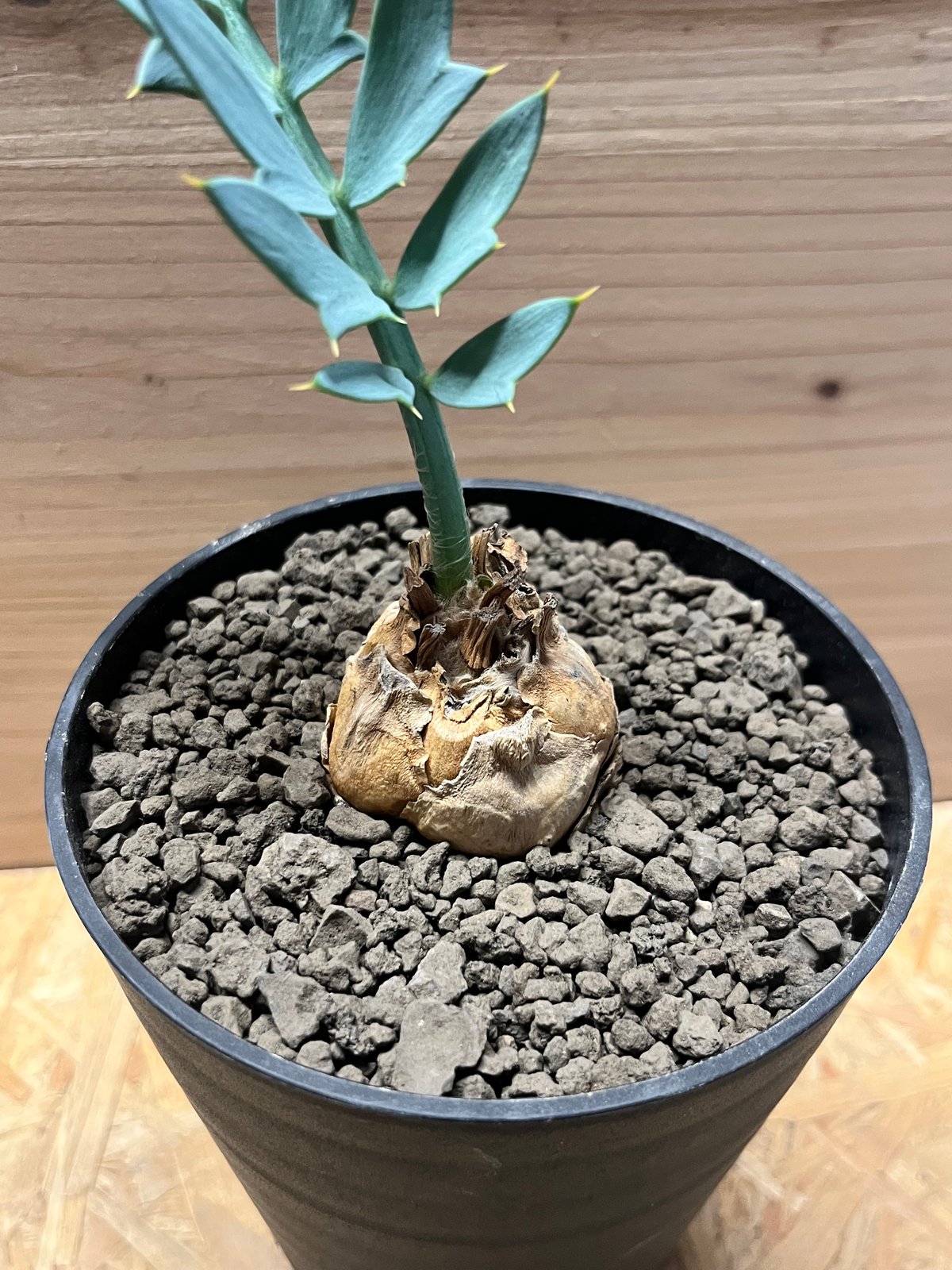 エンセファラルトス ホリダス | GREEN LUCK