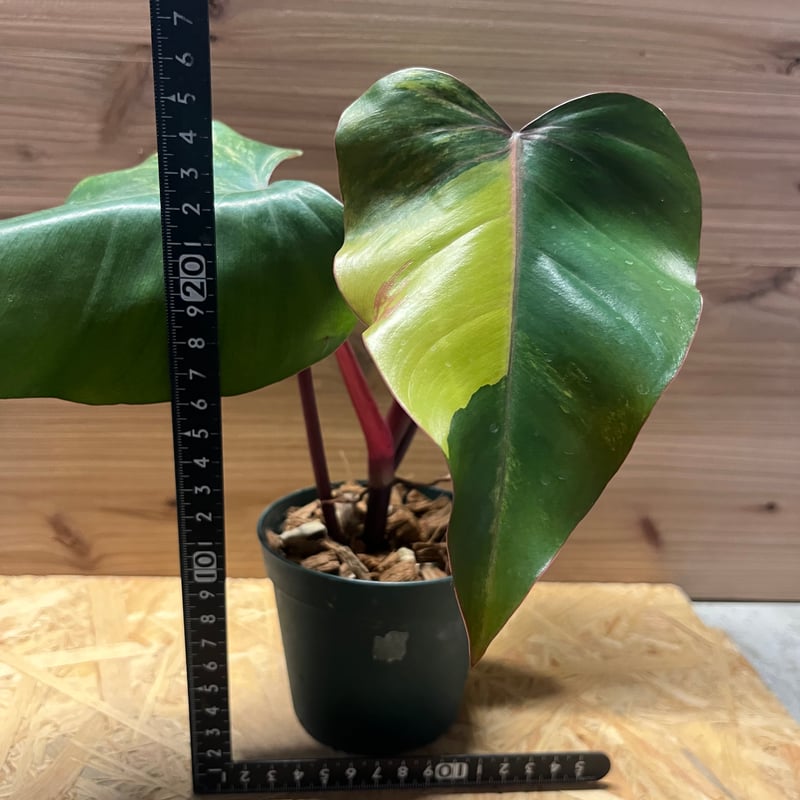 フィロデンドロン ストロベリーシェイク | GREEN LUCK